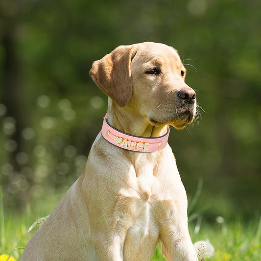 L'identité Animora™  – Plus qu'un nom, son emblème.